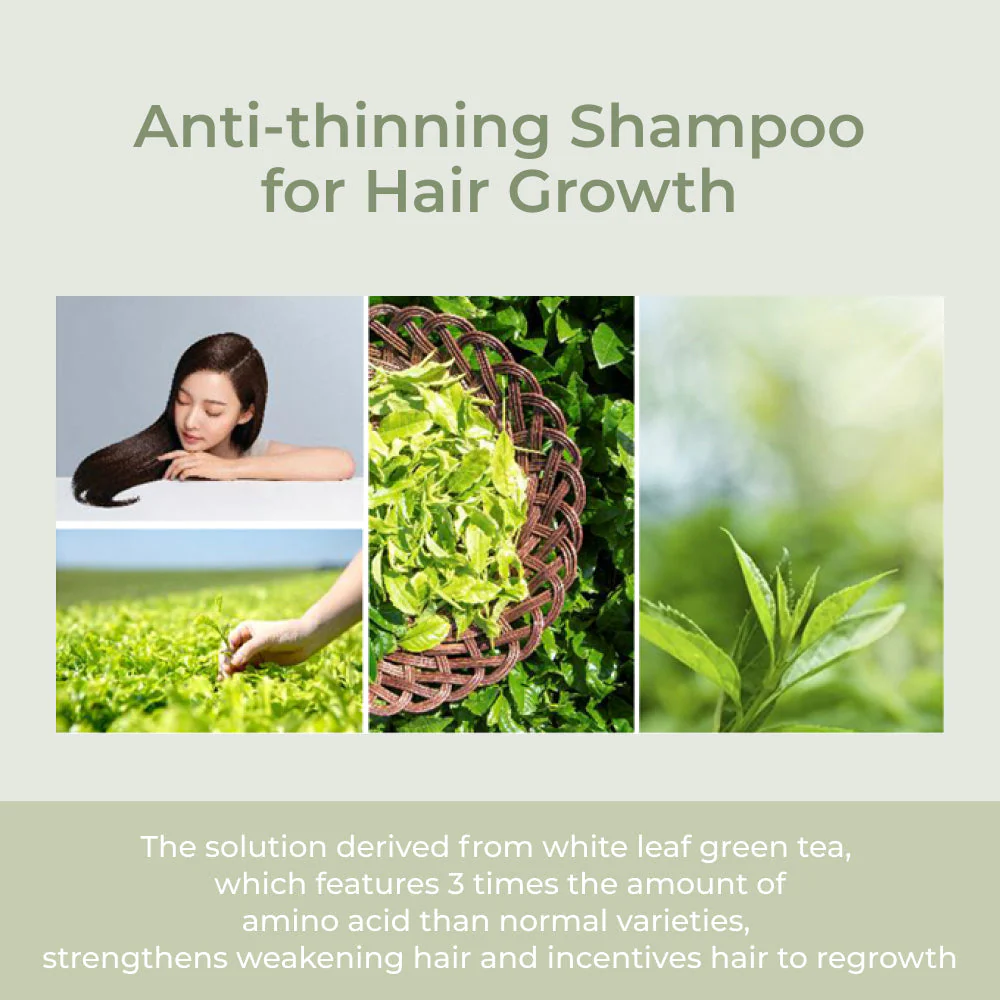 Amos Professional The Green Tea Shampoo Refresh 500g - Image 3